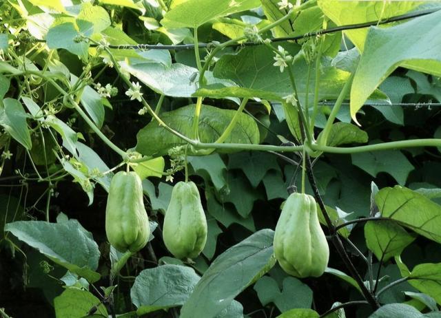 如何在家中空地栽培佛手瓜呢一次种植够吃几年
