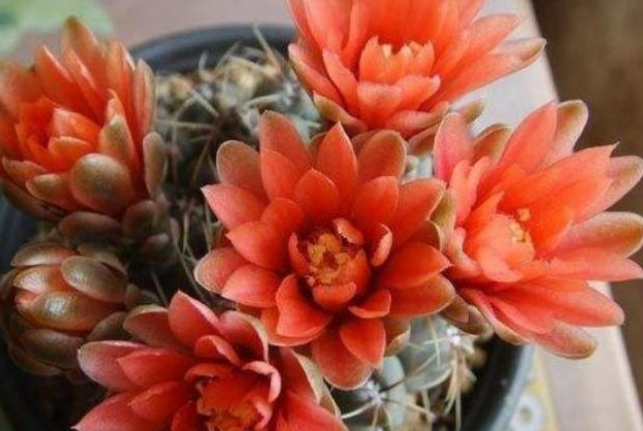 2,绯花玉
