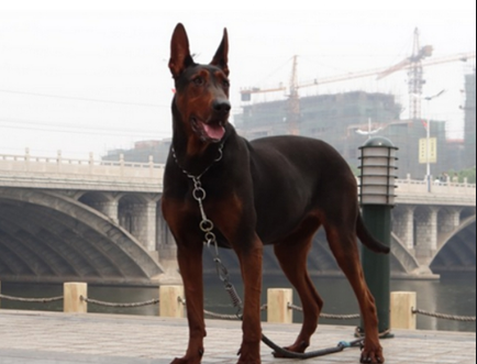 中国莱州红犬狼犬界少有匹敌的存在