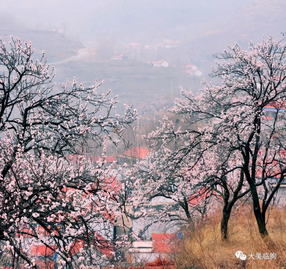 桃花盛开时的嵩山庄科村(摄影:大美临朐)