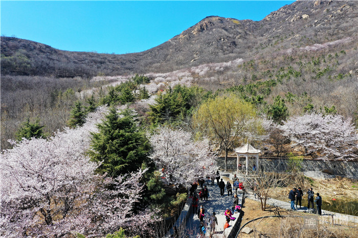 滨州市摄影家协会樱花山风景区创作基地正式挂牌