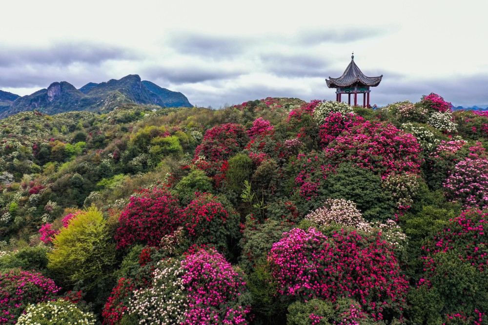 3月21日,游客在贵州百里杜鹃管理区普底景区观花赏景(无人机照片.