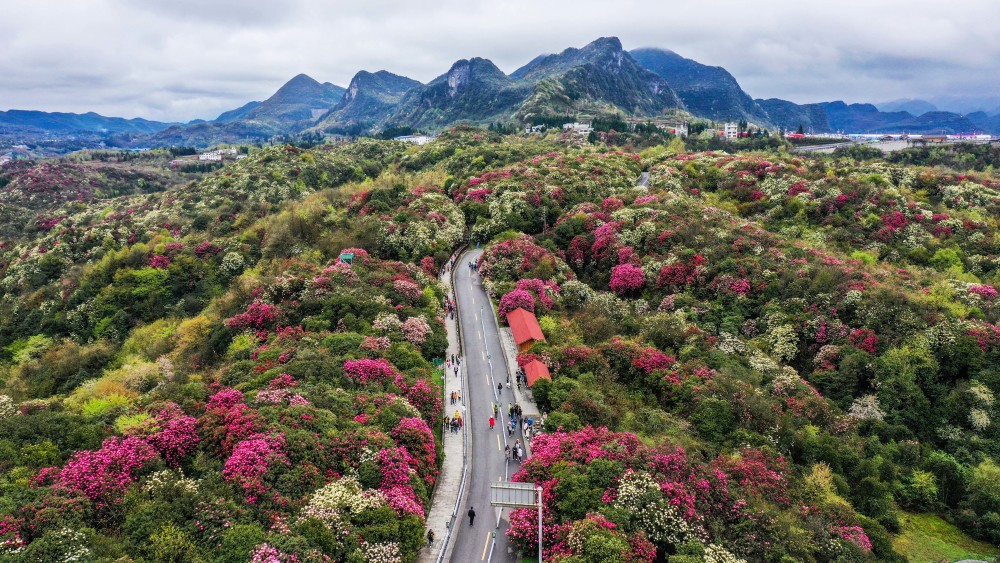 3月21日,游客在贵州百里杜鹃管理区普底景区观花赏景.