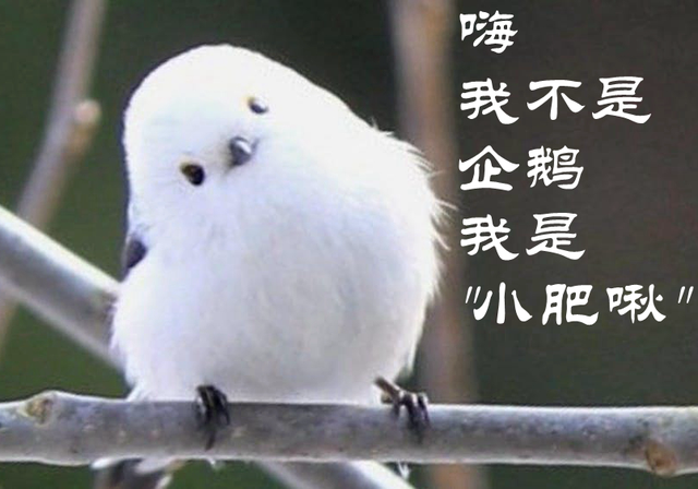 中国国鸟迟迟未定,备选麻雀和比麻雀更小的肥啾鸟,你选谁呢