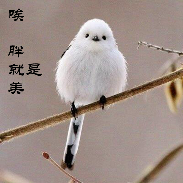 中国国鸟迟迟未定,备选麻雀和比麻雀更小的肥啾鸟,你选谁呢