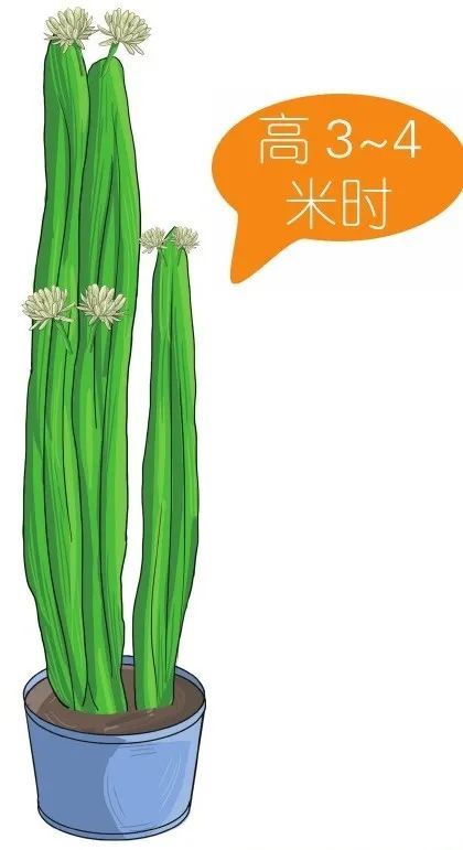 截茎扦插一株火龙果,见证它从小美到大的"传奇"!