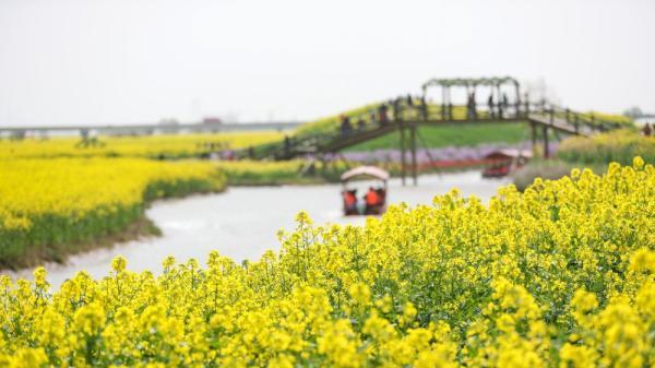 3月21日,游客乘船在江苏省高邮市高邮湖滩郊野公园观赏油菜花.