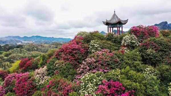 3月21日,游客在贵州百里杜鹃管理区普底景区观花赏景(无人机照片).