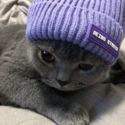 【猫咪头像】发自拍用的朋友圈文案