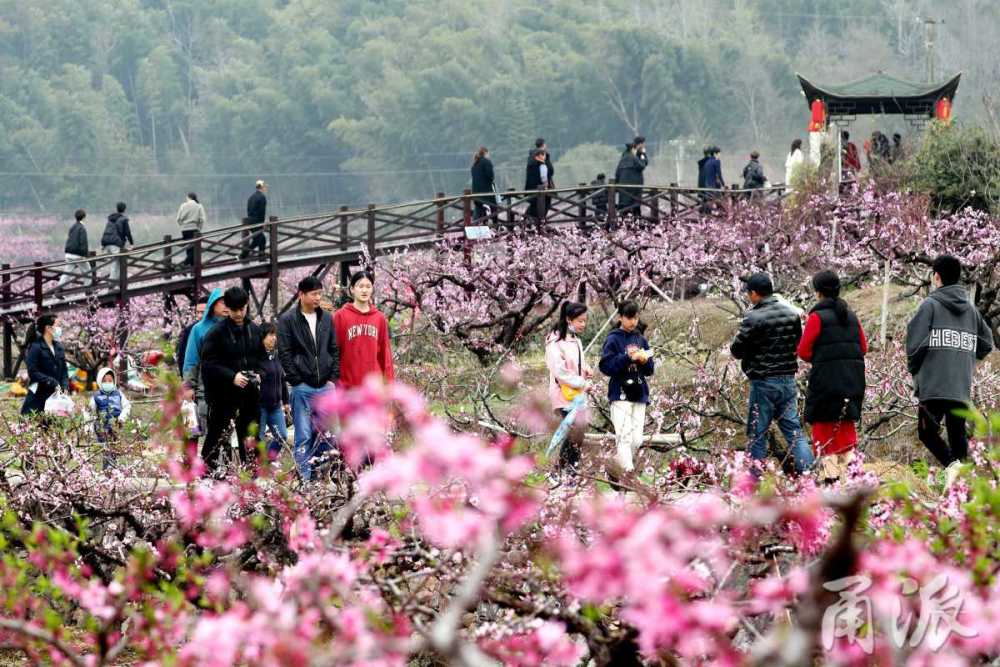 宁海万亩桃花醉游人