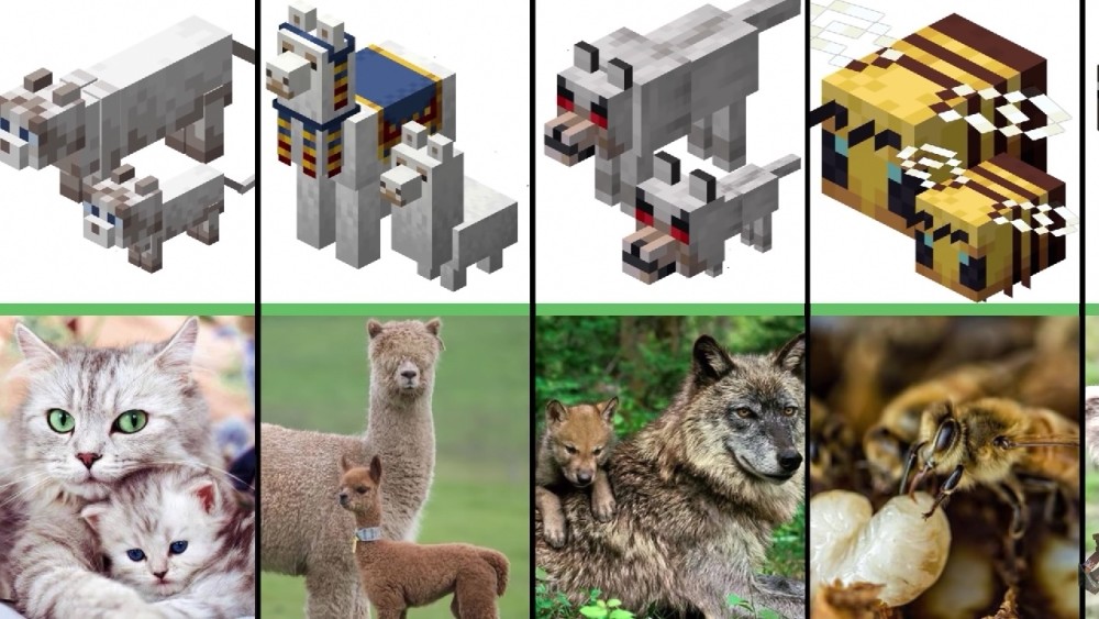 我的世界minecraft生物和现实生物放在一张图双重可爱萌哭你