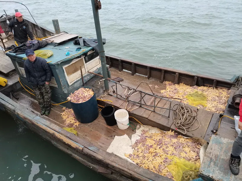 胶州湾海星大爆发,居然吃掉了我的蛤蜊!