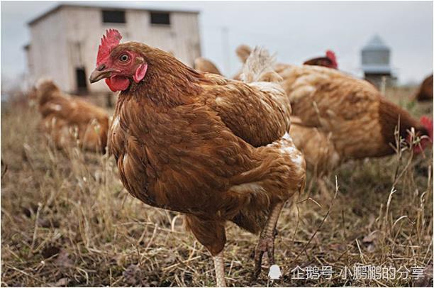 若是人口鸡