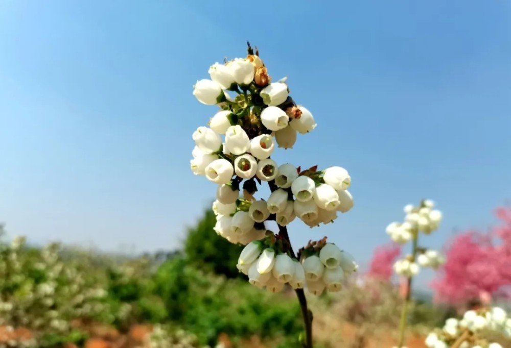 安宁蓝莓开花啦 原来蓝莓花是白色的