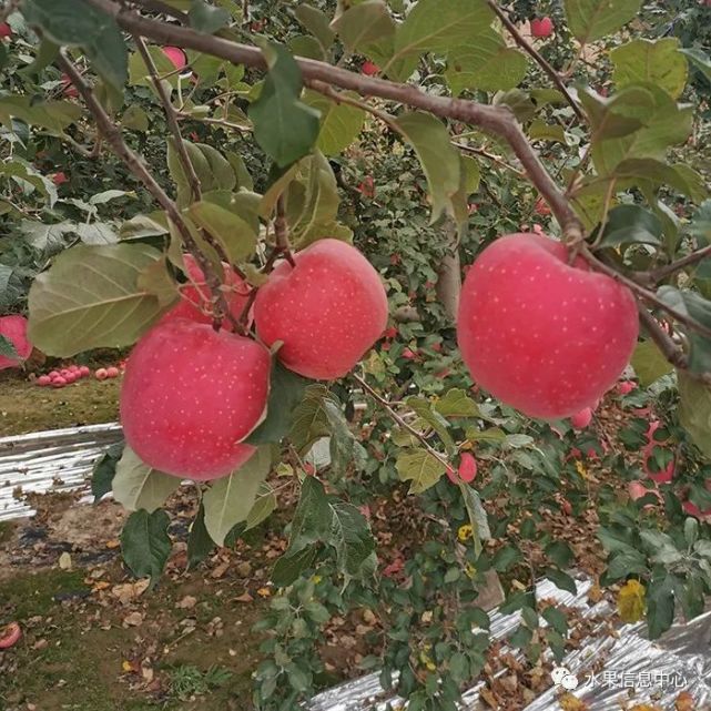 甘肃平凉静宁苹果