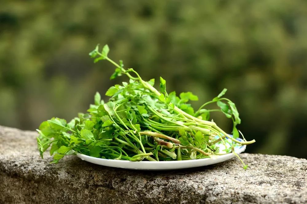 春季著名野菜大全