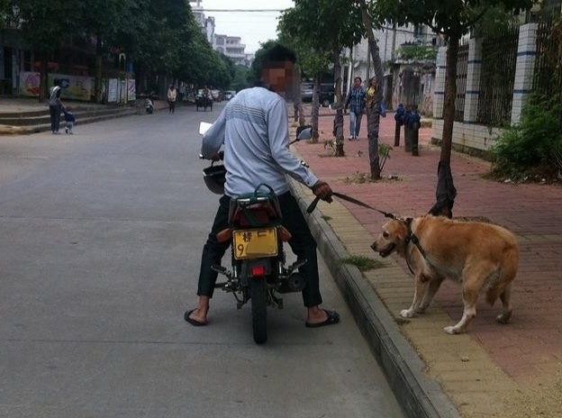 3,路过直接套走 一般套狗人都是骑摩托车的,一旦路上没人直接把狗套了