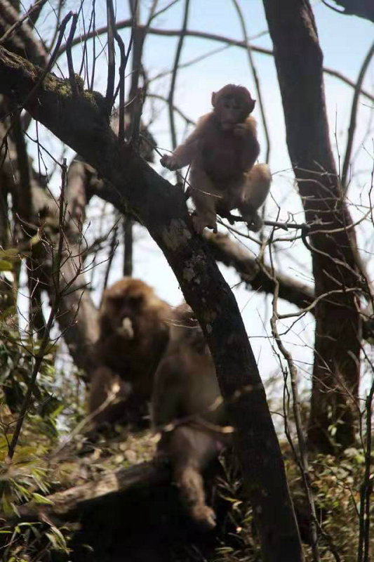 城口多少人口_重庆城口(3)