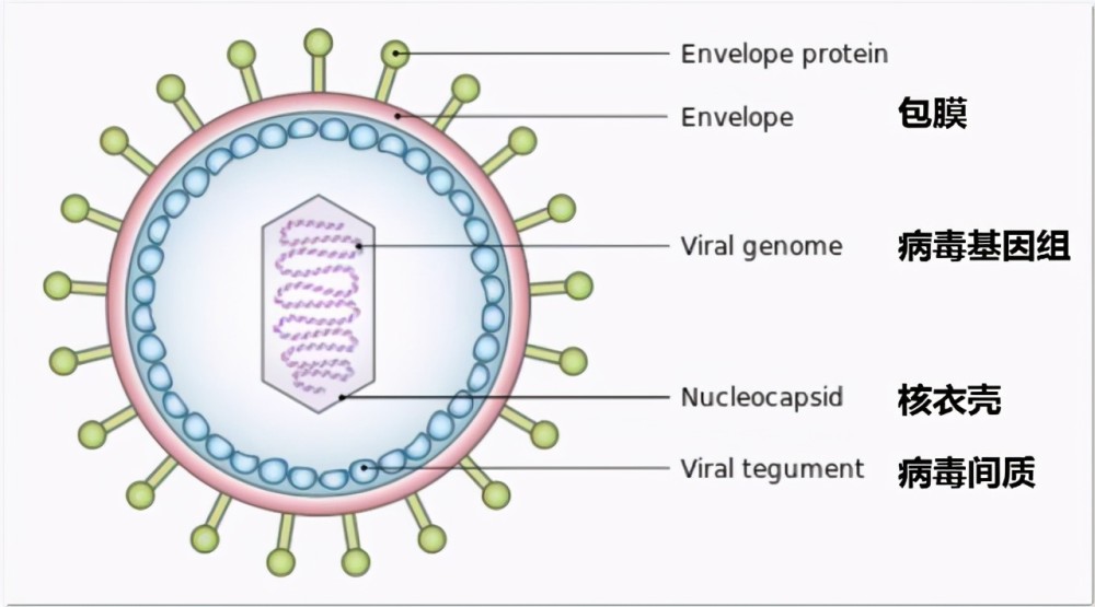 包膜病毒与非包膜病毒的区别到底在哪儿?