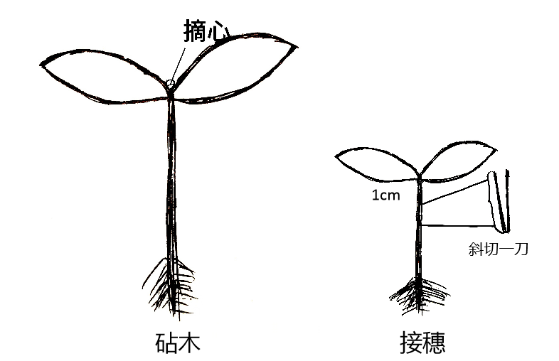 接穗子叶与砧木子叶成交叉十字.