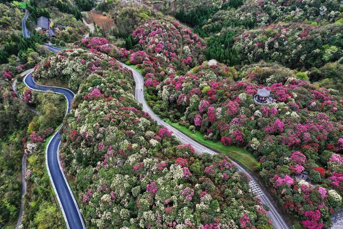 3月21日,游客在贵州百里杜鹃管理区普底景区观花赏景(无人机照片).