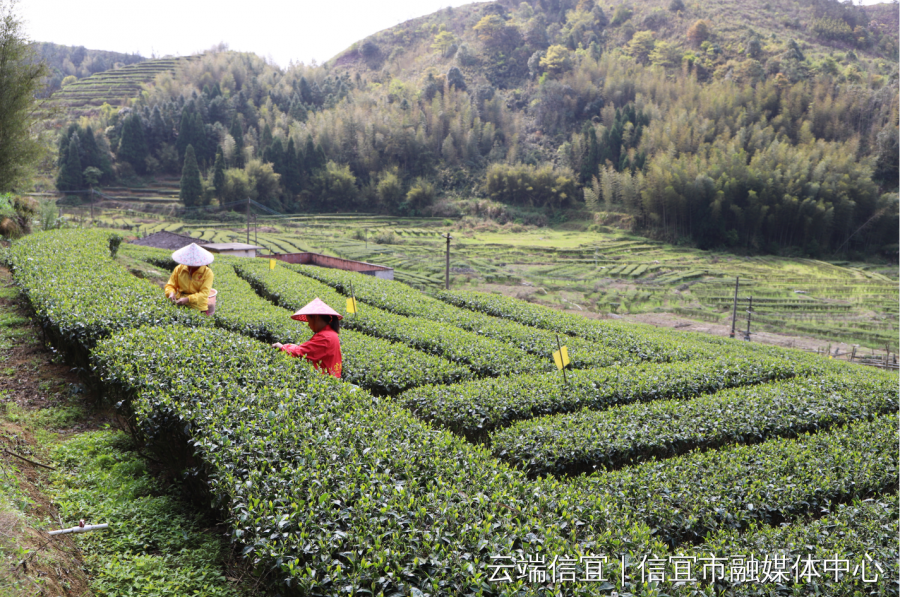 春日信宜春分茶香信宜5万多亩高山茶开摘