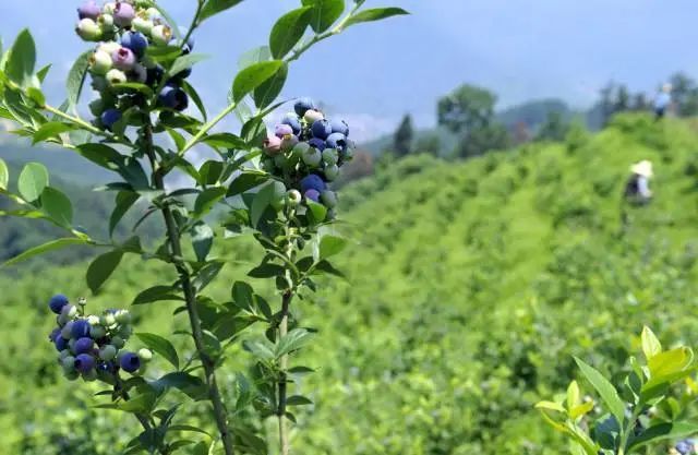 大邑安仁镇蓝莓基地水利灌溉