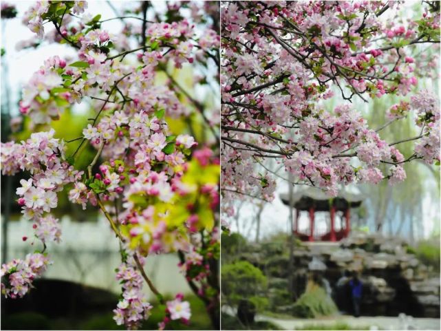 观绿博春色，赏海棠花开