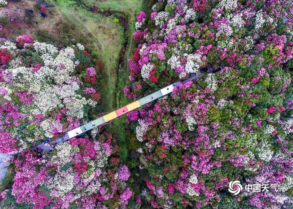 贵州省毕节市百里杜鹃景区杜鹃花迎来最佳观赏期,姹紫嫣红,美景"刷屏"