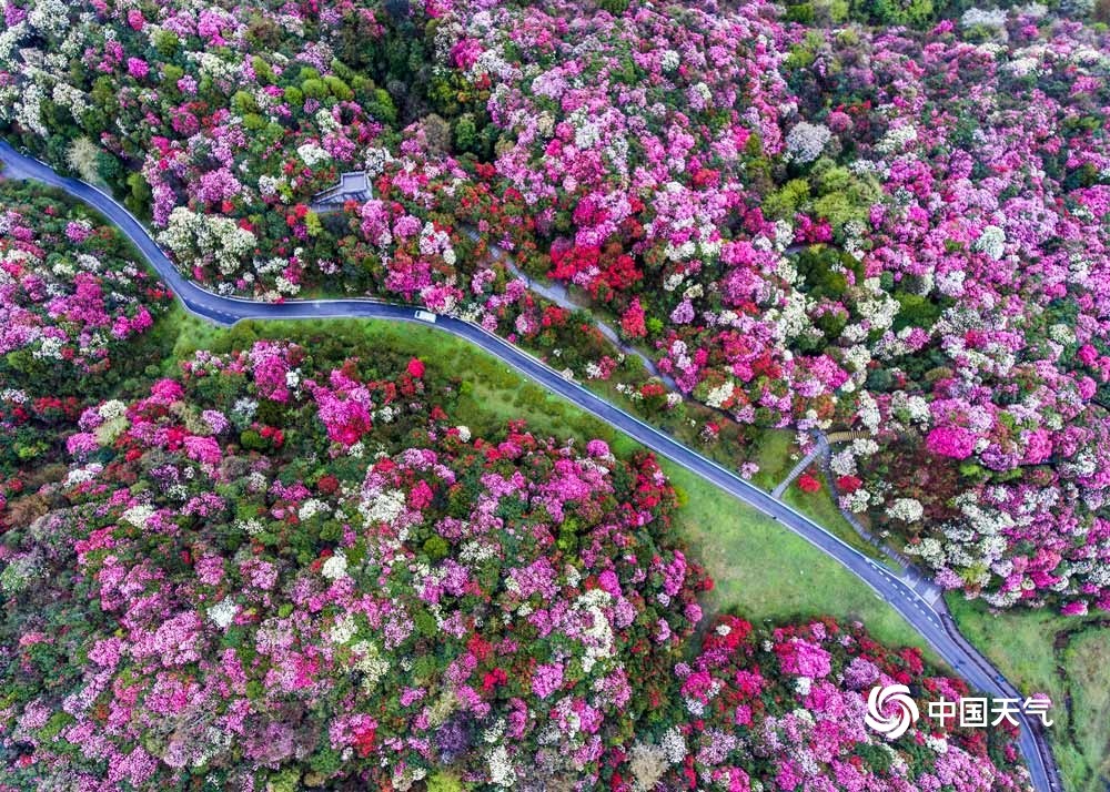 贵州毕节百里杜鹃盛放 姹紫嫣红美景"刷屏"