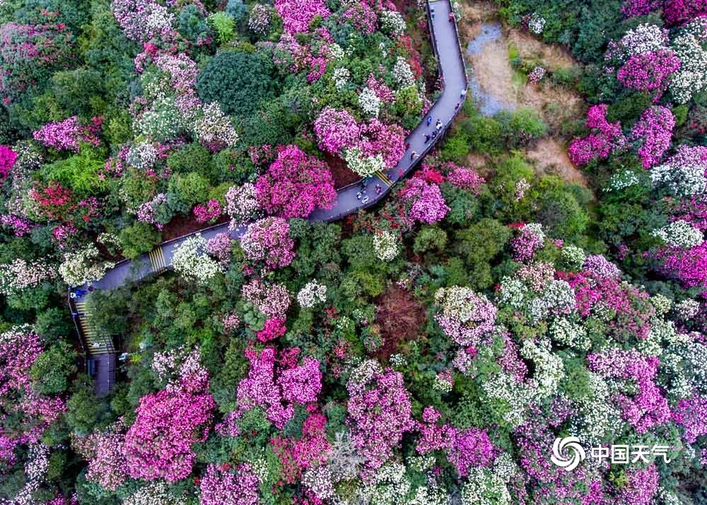 贵州省毕节市百里杜鹃景区杜鹃花迎来最佳观赏期,姹紫嫣红,美景"刷屏"