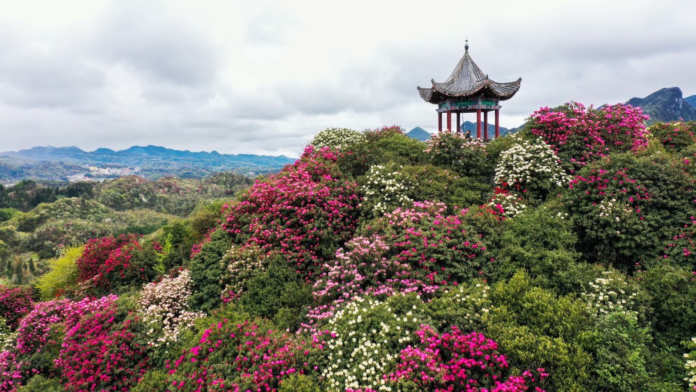 3月21日,游客在贵州百里杜鹃管理区普底景区观花赏景(无人机照片.