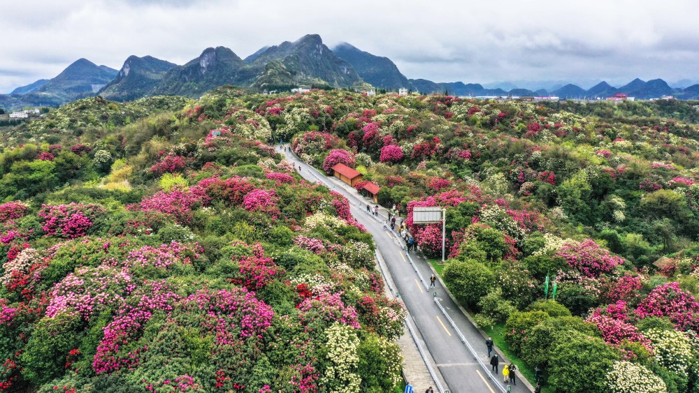 百里杜鹃 花开成海