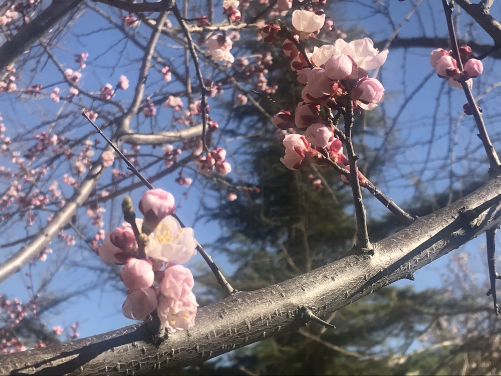 2人们赏花歌唱拍照摄影 杏花在路边到处可见,小桥流水风景美不胜收