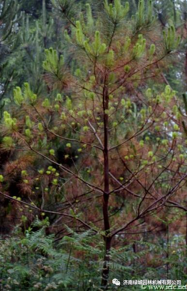 松针褐斑病的发生规律和防治技术-松树针叶黄褐色枯死