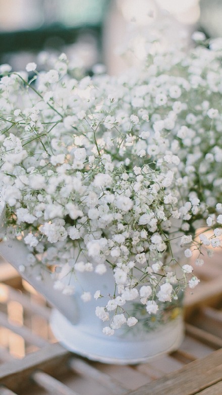 满天星的花语