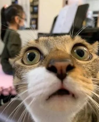 奴才只是烫头发,虎斑猫惊恐瞪眼:不是朕的铲屎官