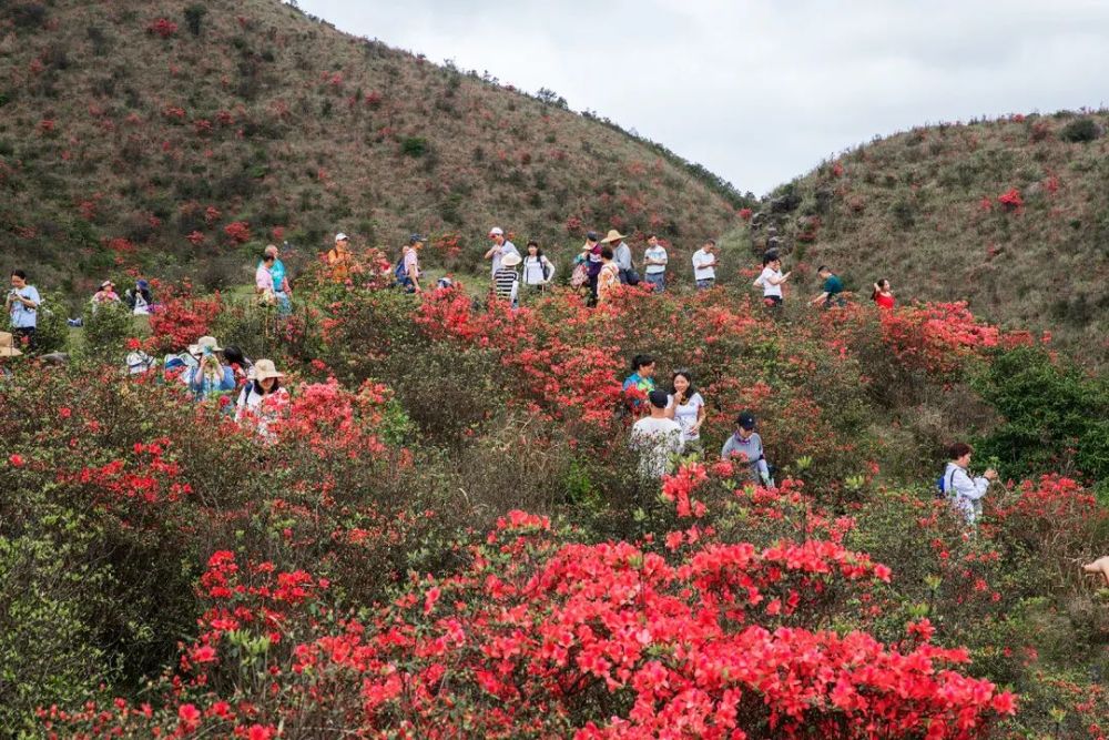 别错过!新兴天露山红杜鹃开满漫山遍野,每天吸引超多人赏花!