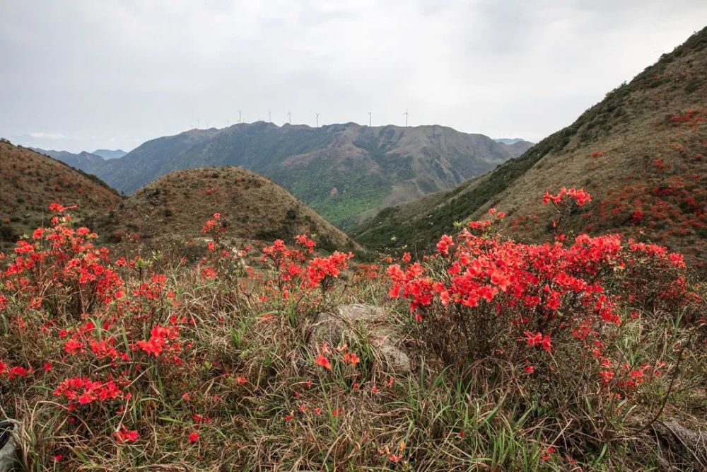 别错过!新兴天露山红杜鹃开满漫山遍野,每天吸引超多人赏花!