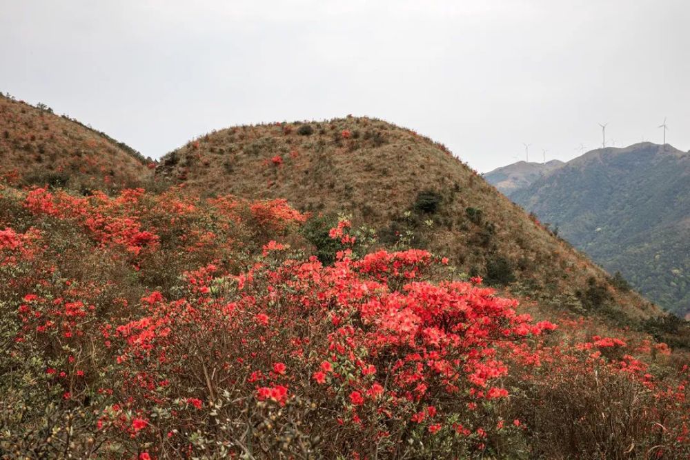 新兴天露山红杜鹃开满漫山遍野,每天吸引超多人赏花!