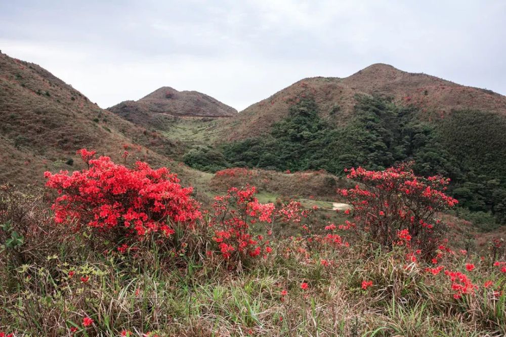 新兴天露山红杜鹃开满漫山遍野,每天吸引超多人赏花!