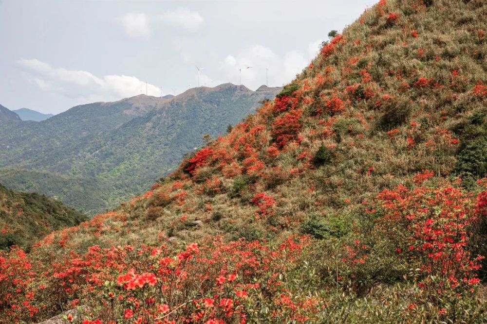 新兴天露山红杜鹃开满漫山遍野,每天吸引超多人赏花!