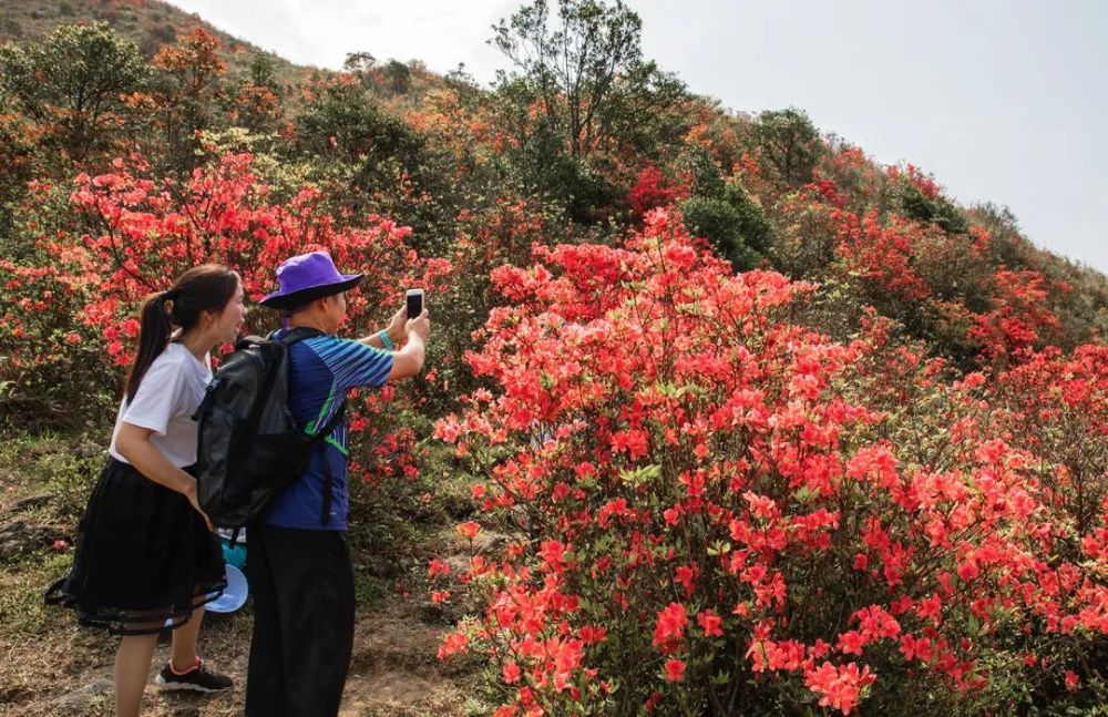 别错过!新兴天露山红杜鹃开满漫山遍野,每天吸引超多人赏花!