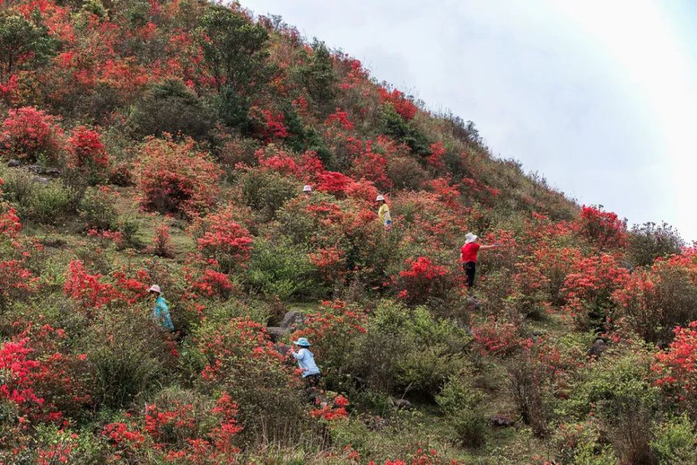 新兴天露山红杜鹃开满漫山遍野,每天吸引超多人赏花!