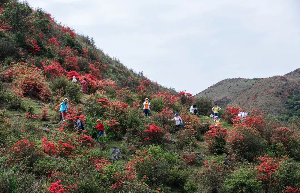 别错过!新兴天露山红杜鹃开满漫山遍野,每天吸引超多人赏花!