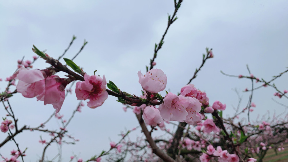 罗学成:邂逅新野桃花节