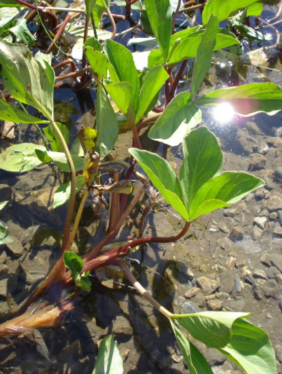 荒野维生野菜系列睡菜