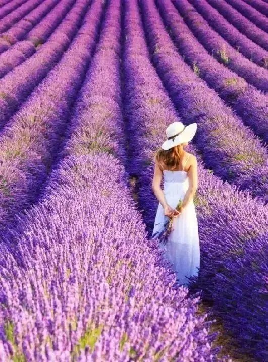 比如紫色的薰衣草花田,模特穿着白裙子,利用一顶草帽拍出了田园风情.