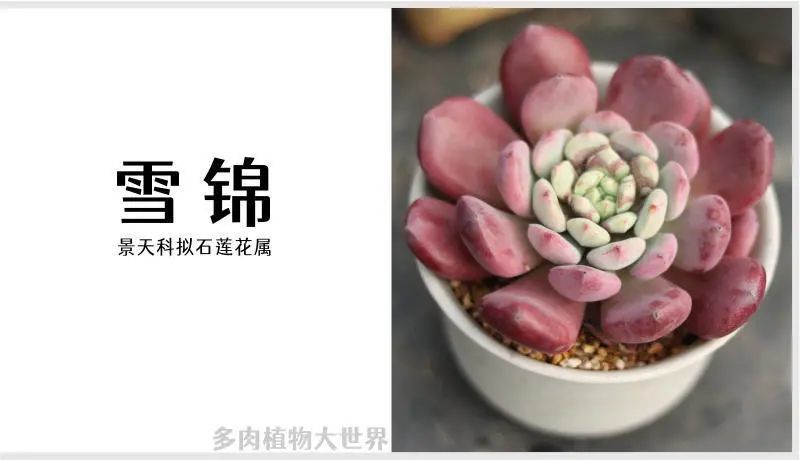 " 雪锦"景天科拟石莲花属多肉植物,雪莲和锦晃星的杂交品种