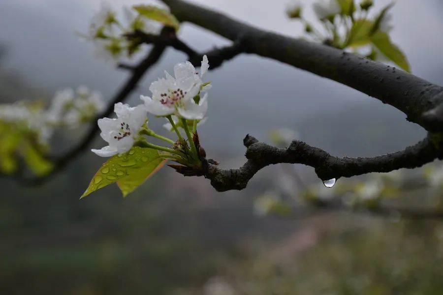 雨什么春什么成语_成语故事简笔画